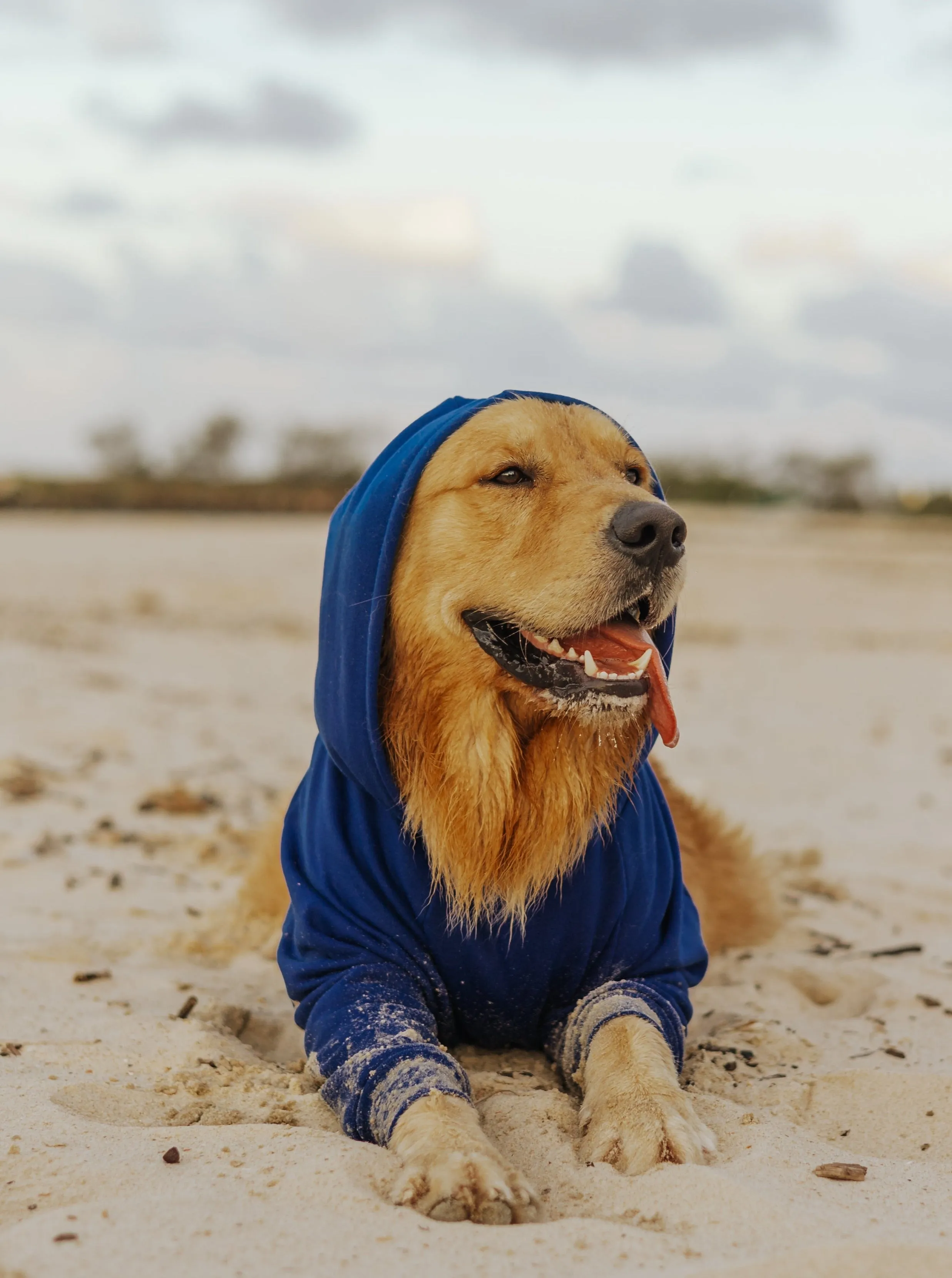 Berry Blue Hoodie